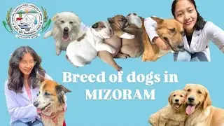 Mizorama ui chi hrang hrang | 7 Dog breed groups in Mizoram | Featuring the indigenous Zo-ui breed