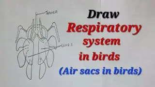 Respiratory system in birds drawing easy, Draw air sacs in birds, Draw respiratory system in birds