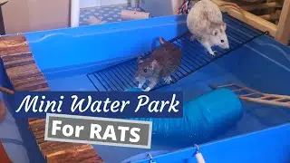 Pet Rats Playing in Water
