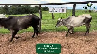 Lote 20