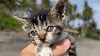 I was at the beach and found a LOST kitten 🐱💔