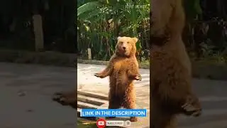 Funny Dogs Compilation #10 #shorts #fivesense .