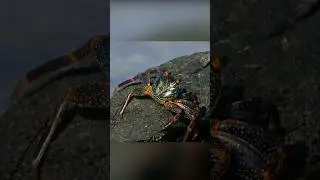 Краб vs мурена