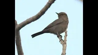 Brown Rock Chat Call
