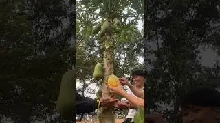 Papaya fruit harvesting 🥭🍎#shortvideo #agriculture #harvesting #harvest  #friut #papaya #shorts