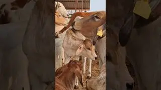 cute cow and calf 😘 #cow #gircow #calves