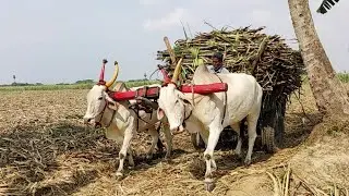 New Young Bullock Cart Heavy Loaded Ride | Indian Young Bullock
