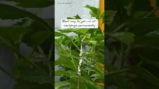 Get rid of mealybugs permanently