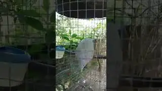 pancingan suara punai jantan gacor