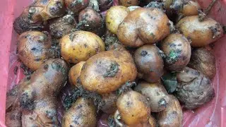 Cara Membuat  Bibit Kentang dan Cara Menanam Kentang.
