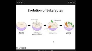 Anatomy 10: Evolution of Eukaryotic Cells