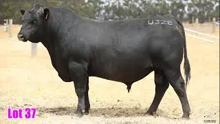 Lot 037 Te Mania Ultman U328