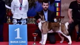 CACIB Banja Luka 2017 Dog Show ( Dr.Wolf Abracadabra Aka ABBY )