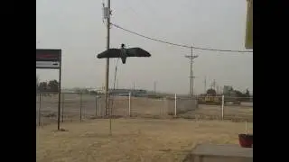 Final Approach Bigfoot Deception Outdoors Higdon Goose decoy Crane decoy Avery ghg Hard Core avian x