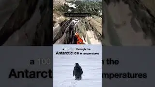 The Great Penguin Journey  - Why did the penguin walk away from the crowd?