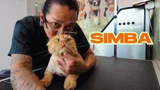 Simba needs A Lion Cut
