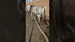 🌟Basic Horse driving training🌟#horses #equestrianjourney #fjordhorse #grey #colt