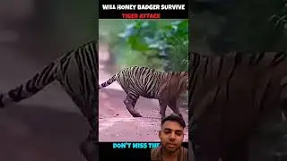 Тигр против медоеда #viralshorts #viralytshorts #shorts #animalshorts #ytshorts #wildlife #animal