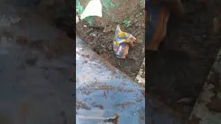 Rat nest discovered