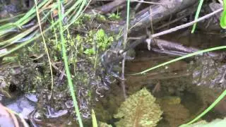 Somatochlora minor (Ocellated Emerald) laying eggs