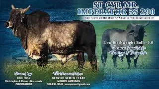 2020 ABBA National Brahman Show &ndash; Gray Bull Senior Classes & Division Drive