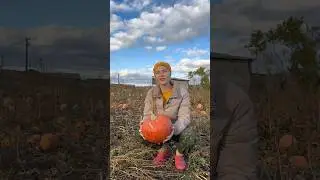 Pumpkin picking #village #dayinthevillage #settlement #dacha #builtahouseinthevillage #food