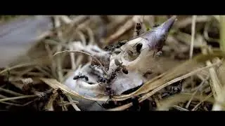 Ein Kurzfilm &uuml;ber die schwarze Wegameise, eine Gartenkolonie Teil 1