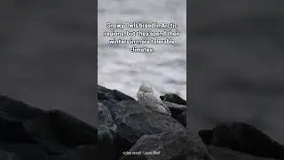 Snowy Owl Onshore #shorts #snowyowl #owls