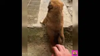 Funny Animals 2025 😂 - Funny dog so cute 16