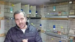 Pasando la cuesta de enero que es mas grande de lo que parece SEPARANDOS LOS MACHOS🐦🐦🕊🕊