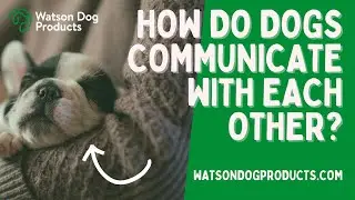 Secrets of Dog Language: What Barks, Postures, and Tails Reveal