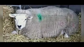 Livestock Eye Camera Footage