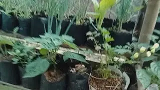 Tanaman nya sudah pada subur