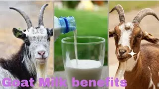 7 Surprising Goat 🐐 Milk Health Benefits#youtube