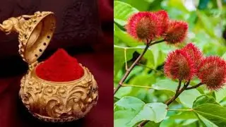 Sindoor tree