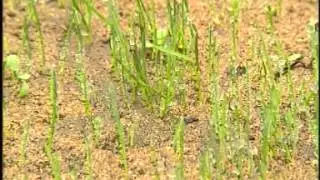 草坪種植養殖技術