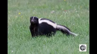 Mouffette ray&eacute;e/Striped Skunk