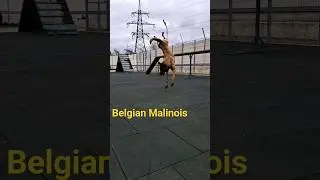 Backflip Belgian Malinois /dog training