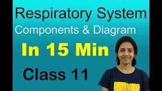 Respiratory system components quick points class 11 Biology | Chapter 17 | NCERT | One Biology