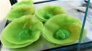 Traditional Kue Ape With Tender Green Color In The Centre | Indonesian Street Food