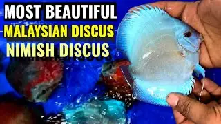 MOST BEAUTIFUL DISCUS FISH | NIMISH DISCUS | DISCUS FISH | DISCUS FISH FOR SALE | DISCUS