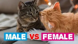 What are the Differences Between Male and Female Cats?