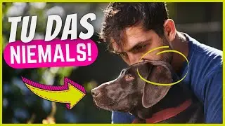 5 Dinge, die Hunde mehr hassen als hochgehoben zu werden