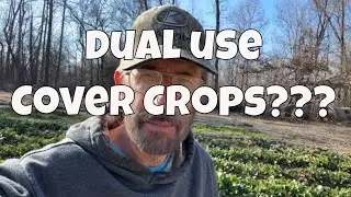 Dual Use Cover Crops: Discover the Power of Turnips 🌱🌿