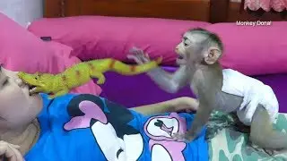 Awesome Baby Monkey Donal Screaming To Recuse Mom From Crocodile