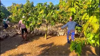 The model of raising ducks in the mango garden migrates to the truck to find a new land