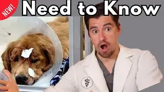 Dog Respiratory Illness: Symptoms and Prevention with Dr. Dan