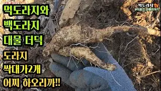 이런 더덕 맛은 어떨까!!도라지 싹대가 2개!! 대물 느낌이 팍팍!!