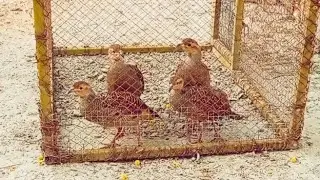 #birds#animals#teetarawaz#speakingskills#lovelybirds 