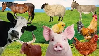 Aprenda o som dos animais e conhe&ccedil;a os animais da fazenda - galinha, porco, vaca, galo, cavalo...
